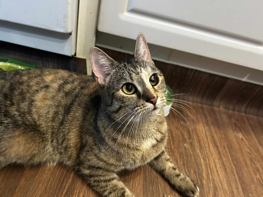 featured image thumbnail for adopce Annie