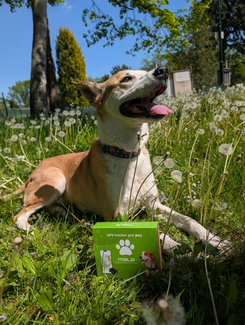 Úvodní obrázek pro článek Testování GPS trackerů pro pejsky – Mala vs. Tractive