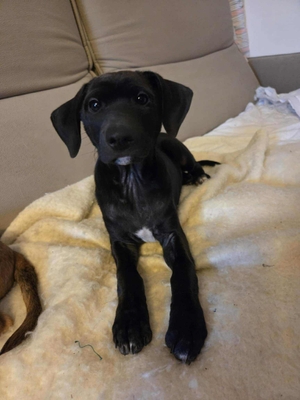 featured image thumbnail for adopce Uhlík