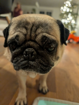 featured image thumbnail for adopce Bohunka