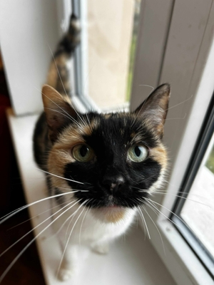 featured image thumbnail for adopce Zora