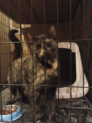 featured image thumbnail for adopce Bella