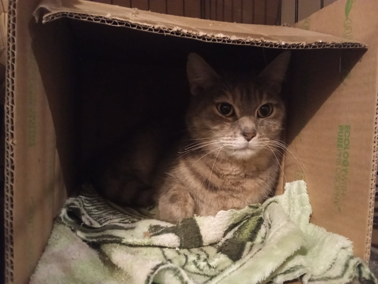 featured image thumbnail for adopce Shadow