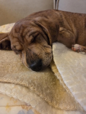 featured image thumbnail for adopce Goldy