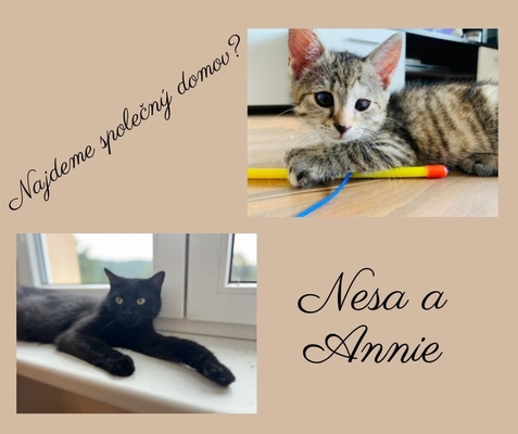 featured image thumbnail for adopce Nesa a Annie