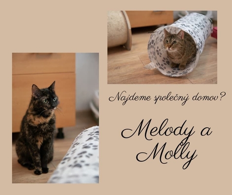 featured image thumbnail for adopce Melody a Molly