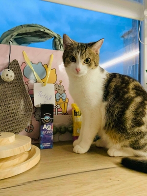 featured image thumbnail for adopce Péťa