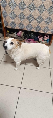 featured image thumbnail for adopce Kačenka