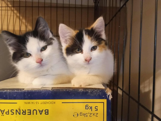 featured image thumbnail for adopce Lungo a Mocca