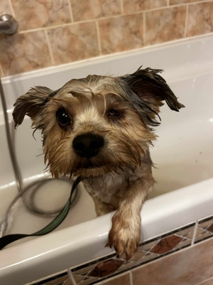 featured image thumbnail for adopce Freya