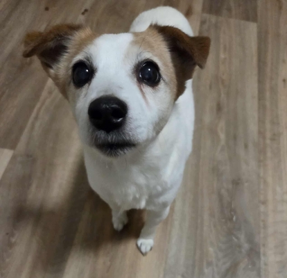 featured image thumbnail for adopce Kačenka