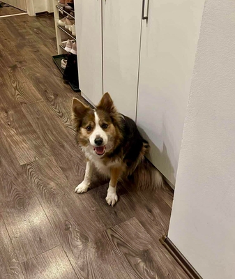 featured image thumbnail for adopce Skippy