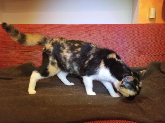 featured image thumbnail for adopce Zora